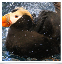 Puffin Tufted - Splashing